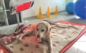 VET_PERSONEL_3_17_rehabilitacja_TERAPIA_PSOW_GERIATRYCZNYCH_RYC_2