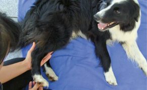 VET_PERSONEL_3_17_rehabilitacja_TERAPIA_PSOW_GERIATRYCZNYCH_RYC_3