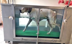 VET_PERSONEL_3_17_rehabilitacja_TERAPIA_PSOW_GERIATRYCZNYCH_RYC_4