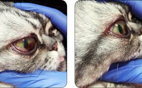 WWP_6_20_okulistyka_MARTWAK_ROGOWKI_U_KOTA_RYC_1