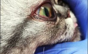 WWP_6_20_okulistyka_MARTWAK_ROGOWKI_U_KOTA_RYC_1_B