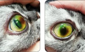 WWP_6_20_okulistyka_MARTWAK_ROGOWKI_U_KOTA_RYC_2