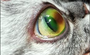 WWP_6_20_okulistyka_MARTWAK_ROGOWKI_U_KOTA_RYC_2_A