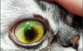 WWP_6_20_okulistyka_MARTWAK_ROGOWKI_U_KOTA_RYC_2_B