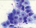 WWP_9_15_pod_mikroskopem_ZASTOSOWANIE_BADANIA_CYTOLOGICZNEGO_POCHWY_U_SUK_RYC_4