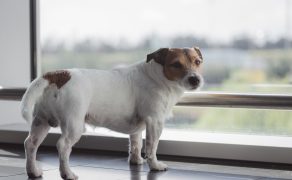 Połączenie terapii laserowej z rehabilitacją pomoże w leczeniu DM u psów
