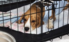 Kastracja a zachorowalność na nowotwory układu rozrodczego psów