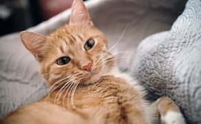 Choroby górnych dróg oddechowych kotów