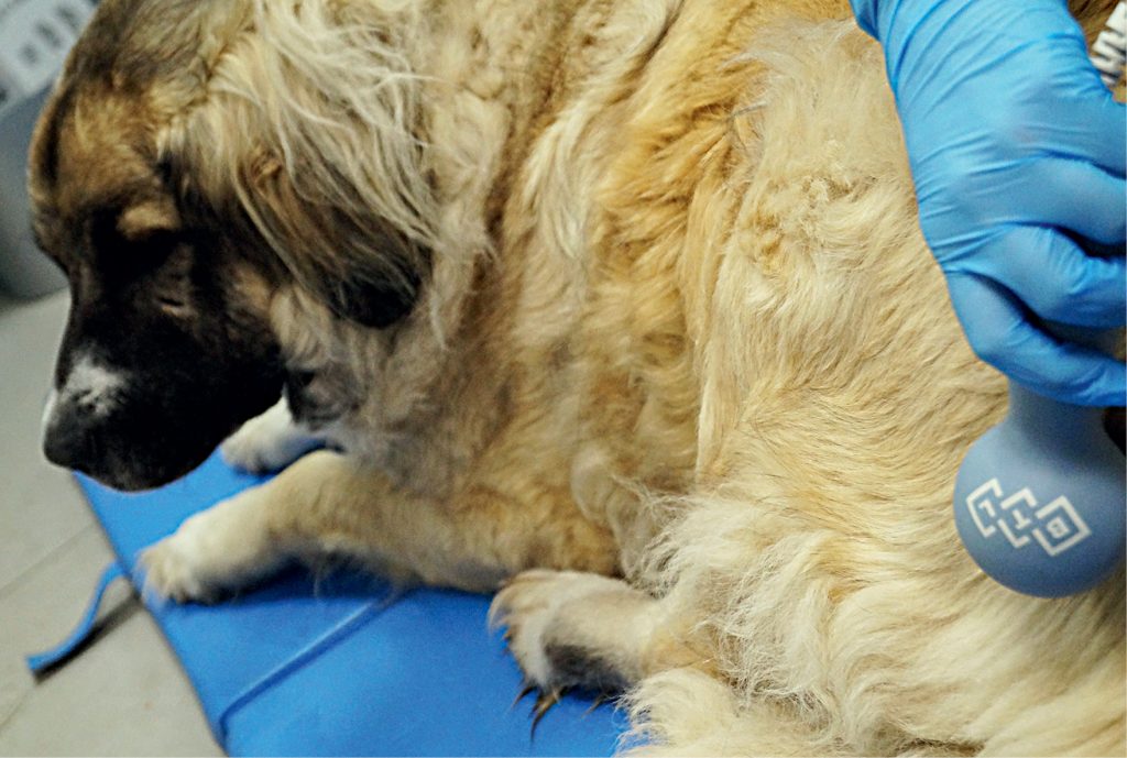 VET_PERSONEL_4_16_vet_rehabilitacja_ZASTOSOWANIE_ULTRADZWIEKOW_W_LECZENIU_POWYPADKOWYM_RYC_1 zastosowanie ultradźwięków