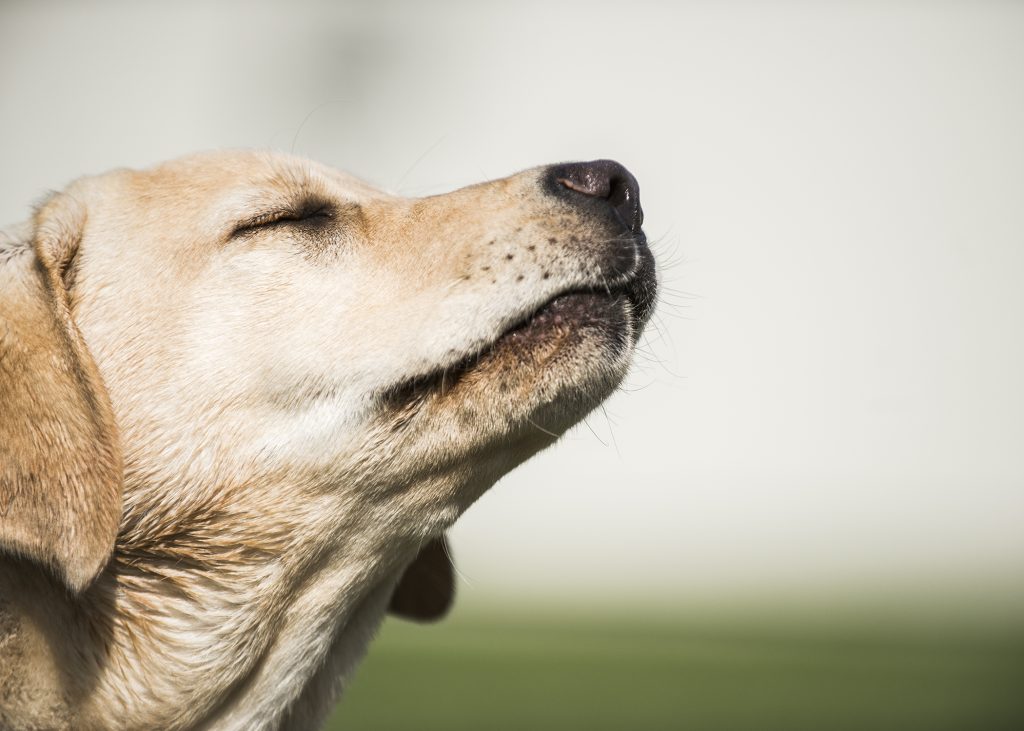 psy mogą wyczuć chorych na COVID-19?