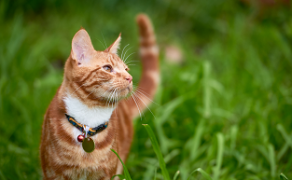 Białaczka kotów – etiologia, diagnostyka oraz najważniejsze aspekty prezentacji klinicznej