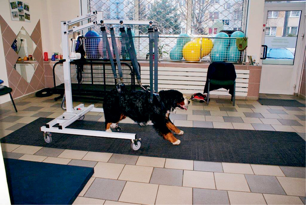 VET_PERSONEL_2_15_vet_rehabilitacja_OPIEKA_POOPERACYJNA_ZOOFIZJOTERAPEUTY_RYC_3