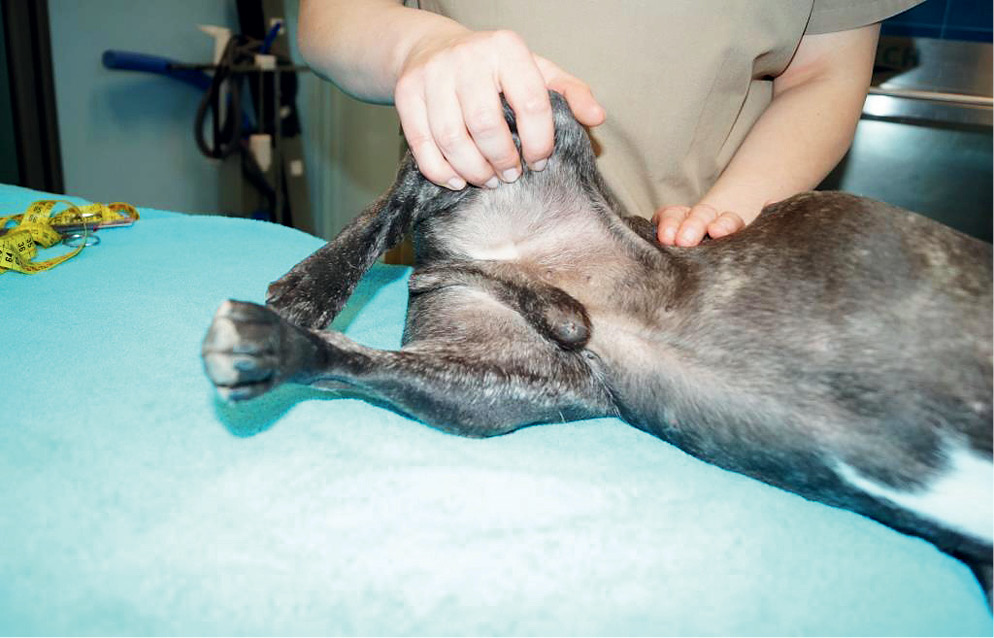 VET_PERSONEL_2_15_vet_rehabilitacja_OPIEKA_POOPERACYJNA_ZOOFIZJOTERAPEUTY_RYC_7 nad pacjentem neurologicznym