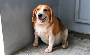 Otyłość psów – cz. 2. Skuteczny program odchudzania psów i postępowanie profilaktyczne