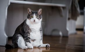 Rola hormonów trzustki w zaburzeniach metabolizmu u psów i kotów