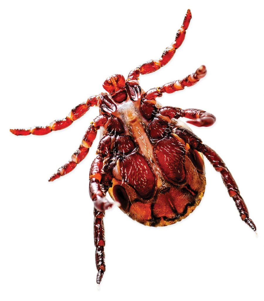 Ehrlichia