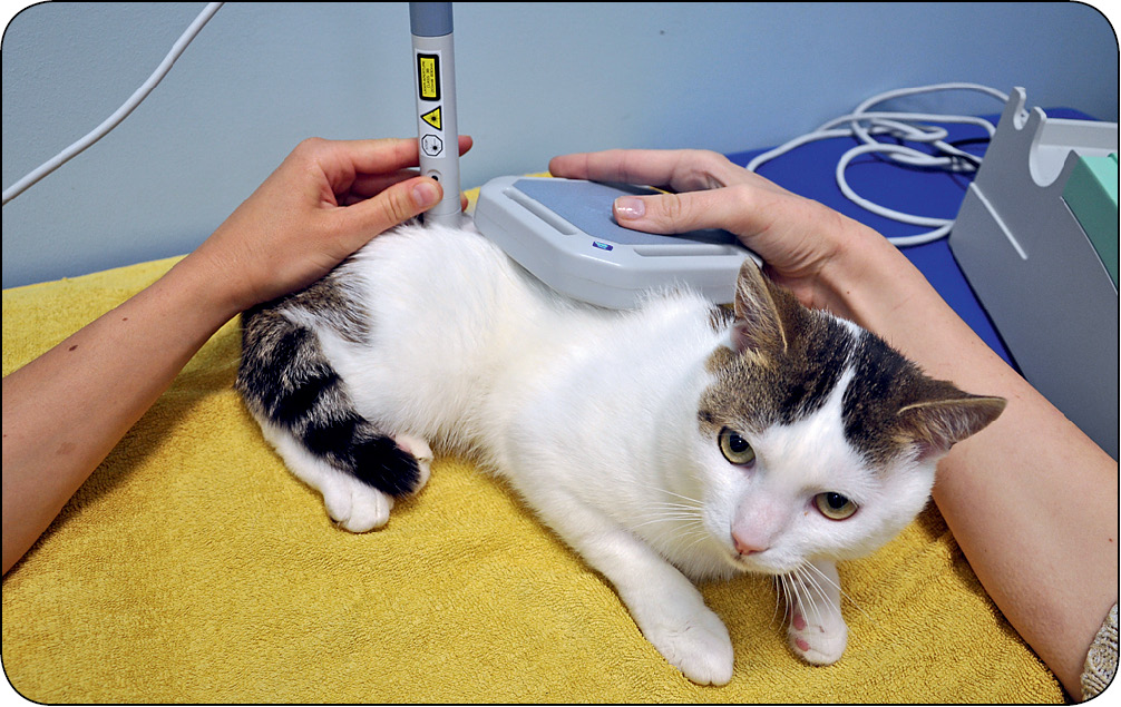 WWP_4_13_Marta Labuda_ZARYS_WSKAZAN_DO_REHABILITACJI_RYC_10 rehabilitacja