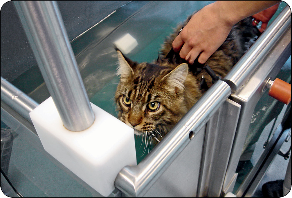 WWP_4_13_Marta Labuda_ZARYS_WSKAZAN_DO_REHABILITACJI_RYC_9 rehabilitacja