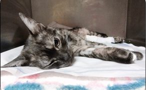 WWP_1_2_12_Specyfika_znieczulenia_ogolnego_kotow__cz_III_Aspekty_kliniczne_ryc1