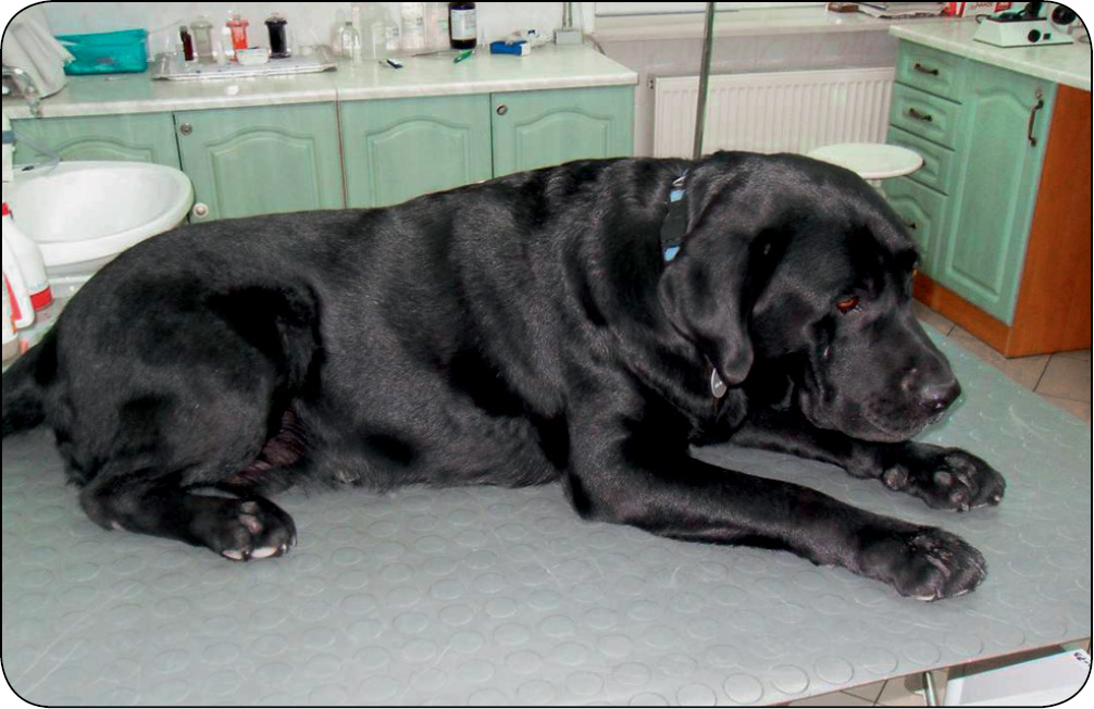 WWP_6_12_Marcin_Golynski_NIEDOCZYNNOSC_TARCZYCY_U_PSA_RYC_1