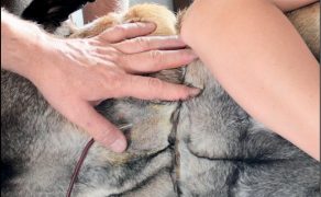 WWP_6_12_Robert_Marczak_PSI_I_KOCI_BANK_KRWI_RYC_4