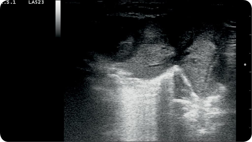 WWP_7-8_12_Ewa_Stanczyk_OCENA_POPORODOWA_SZCZENIAT_I_ZASADY_POSTEPOWANIA_RYC_2