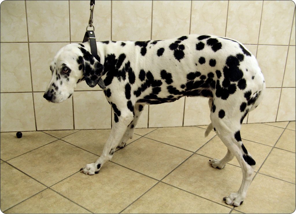 WWP_9_12_Adriana_Krupa_CUKRZYCA_U_PSA_CZ_III_RYC_2_A