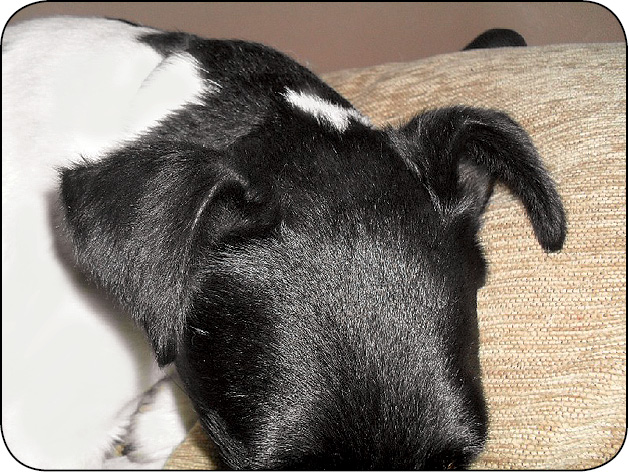 WWP_11-12_11_Joanna_Czogala_MELANODERMA_I_LYSIENIE_YORKSHIRE_TERRIEROW_RYC_4