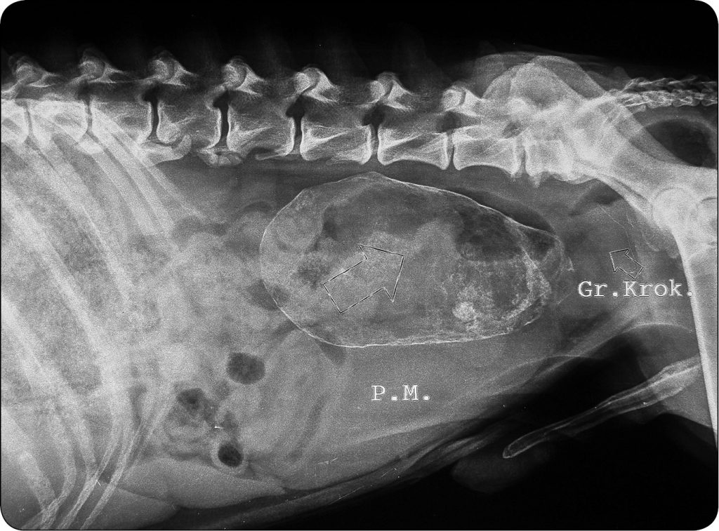 WWP_11-12_11_Ch_Maurey-Guenec_OBJAWY_KLINICZNE_CHOROB_PROSTATY_RYC_1