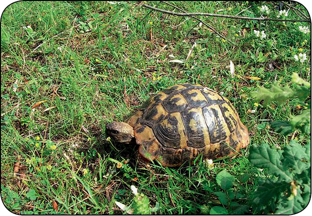 WWP_11-12_11_Aleksandra_Maluta_SYNDROM_MIEKKIEGO_PANCERZA_U_ZOLWI_RYC_4