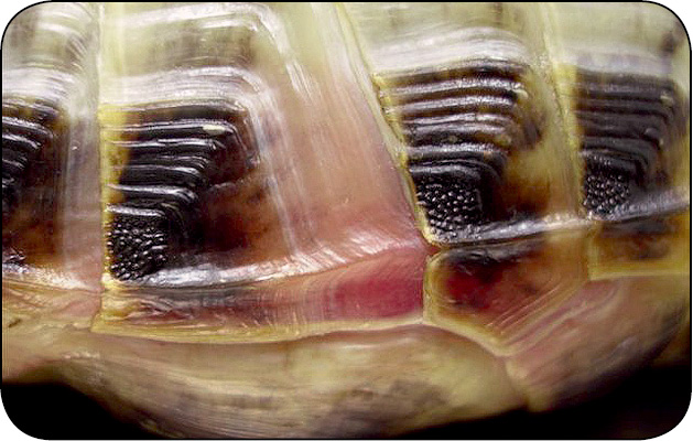 WWP_11-12_11_Aleksandra_Maluta_SYNDROM_MIEKKIEGO_PANCERZA_U_ZOLWI_RYC_8