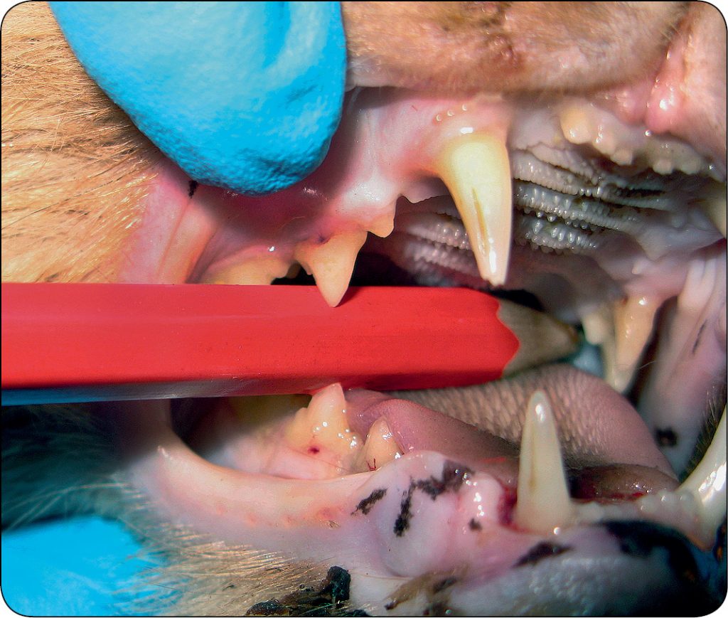 WWP_11-12_11_Jerzy_Gawor_ZWICHNIECIE_STAWU_SKRONIOWO-ZUCHWOWEGO_KOTOW_RYC_13