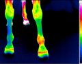 WWT_2_22_Karolina_Sniegucka_TERMOGRAFIA_W_DIAGNOSTYCE_ORTOPOEDYCZNEJ_RYC_2