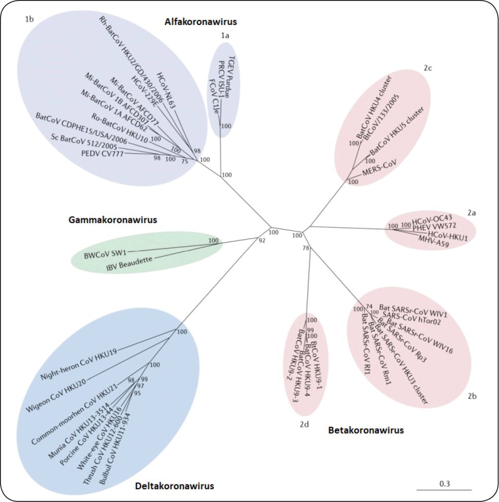 WWT_2_20_Krzysztof_Rypula_SARS-COV_ZAKAZENIA_U_BYDLA_I_INNYCH_RYC_1