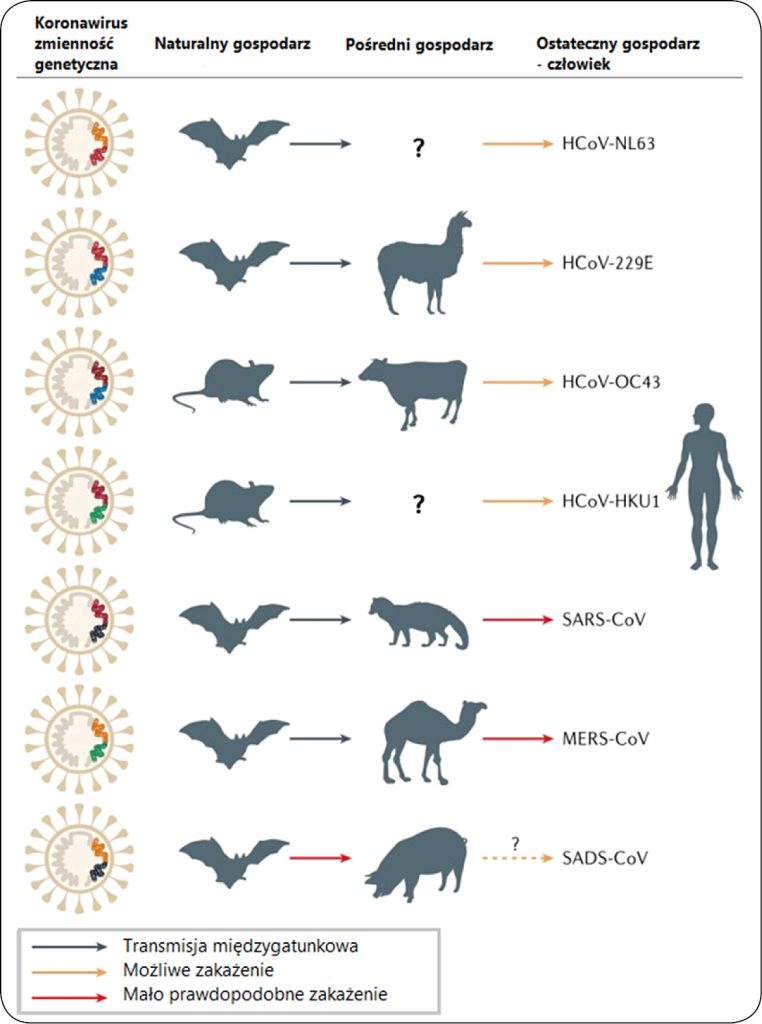 WWT_2_20_Krzysztof_Rypula_SARS-COV_ZAKAZENIA_U_BYDLA_I_INNYCH_RYC_2