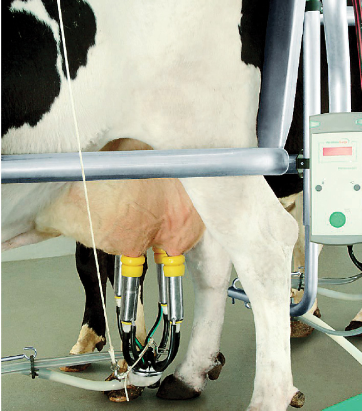 WWT_2_20_Geert_Opsomer_METRITIS_I_ENDOMETRITIS_U_KROW_RYC_1
