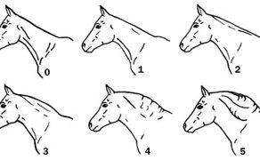 WWT_3_20_Jadwiga_Flaga_PRAWIDLOWA_OCENA_KONDYCJI_KONIA_W_SKALI_BCS_RYC_1