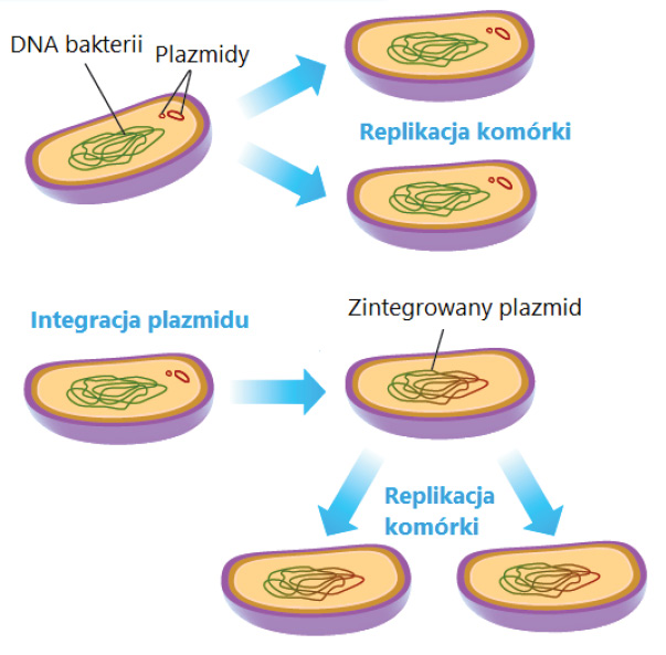 oporność drobnoustrojów