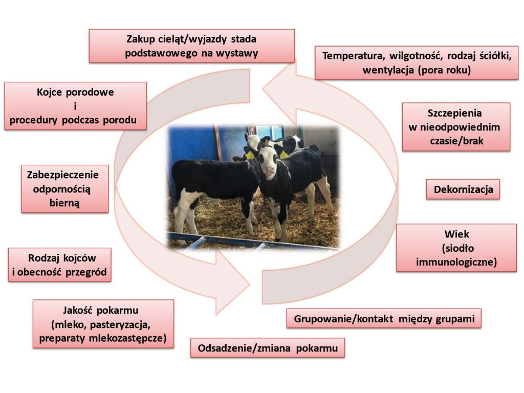 WWT_4_21_Bronchopneumonia_u_cielat_w_stadzie__czyli_gdzie_lezy_problem_ryc1