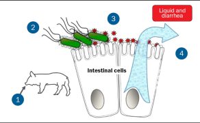 WWT_4_19_Frédéric_Vangroenweghe_ESCHERICHIA_COLI_RYC_1_A