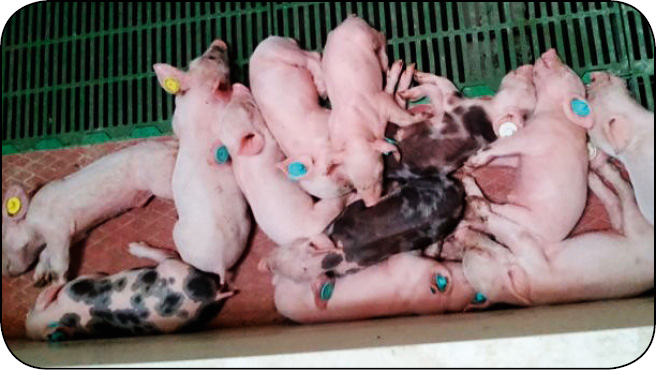 WWT_2_17_Sara_Crespo_Vicente_WIELOCZYNNIKOWE_ZABURZENIA_ODECHOWE_RYC_3