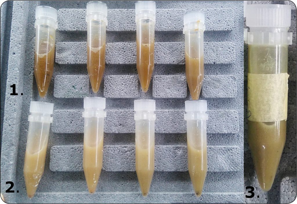 WWT_3_18_Sebastian_Smulski_CHARAKTERYSTYKA_PLYNU_ZWACZOWEGO_RYC_1