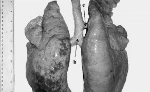 WWT_3_18_Frédéric_Vangroenweghe_MYCOPLASMA_HYOPNEUMONIAE_CZ_I_RYC_1