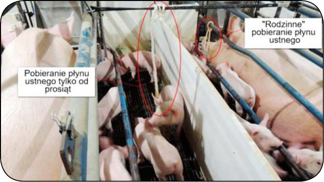 WWT_4_17_Marcelo_Almeida_MONITORING_PRRSV_W_STADACH_LOCH_RYC_1