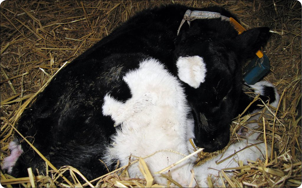 WWT_4_17_Przemyslaw_Sobiech_TERAPIA_ZABURZEN_ROWNOWAGI_KWASOWO-ZASADOWEJ_I_ELEKTROLITOWEJ_RYC_1 kwasowo-zasadowej