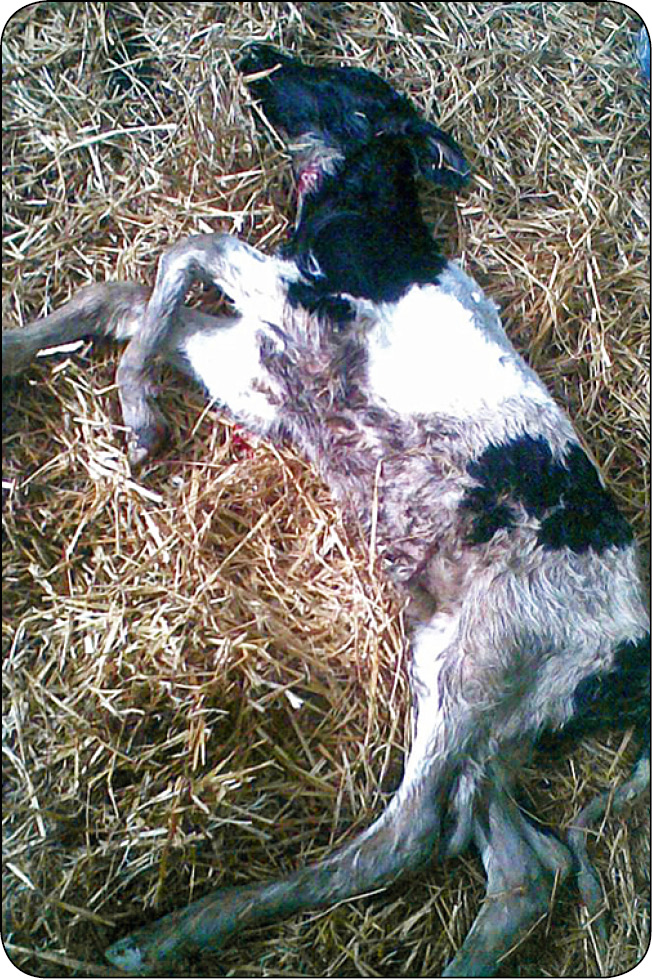 WWT_4_17_Przemyslaw_Sobiech_TERAPIA_ZABURZEN_ROWNOWAGI_KWASOWO-ZASADOWEJ_I_ELEKTROLITOWEJ_RYC_2 kwasowo-zasadowej