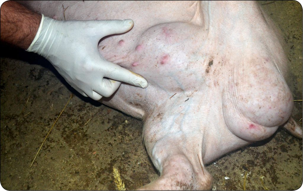 WWT_2_16_Pawel_Spyrka_LECZENIE_PRZEPUKLIN_PACHWINOWYCH_I_MOSZNOWYCH_RYC_1