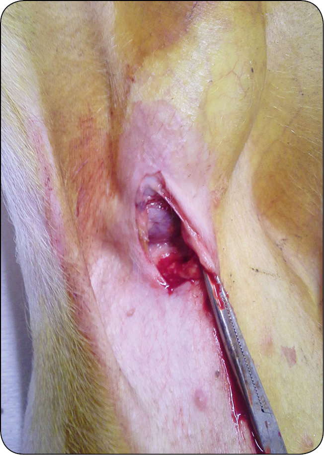 WWT_2_16_Pawel_Spyrka_LECZENIE_PRZEPUKLIN_PACHWINOWYCH_I_MOSZNOWYCH_RYC_10