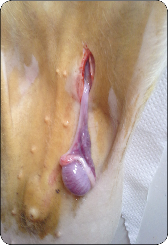 WWT_2_16_Pawel_Spyrka_LECZENIE_PRZEPUKLIN_PACHWINOWYCH_I_MOSZNOWYCH_RYC_11