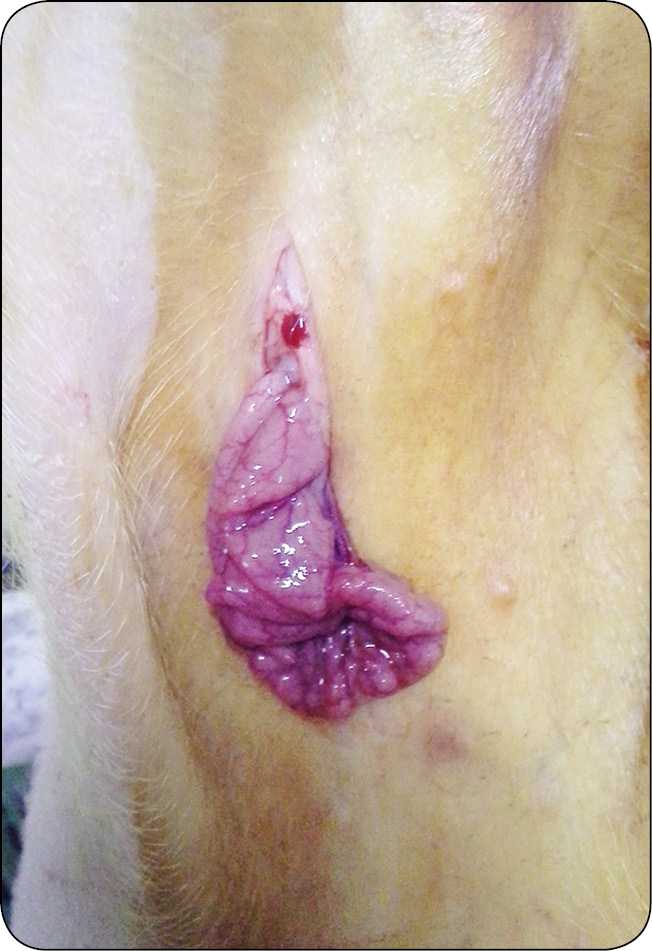 WWT_2_16_Pawel_Spyrka_LECZENIE_PRZEPUKLIN_PACHWINOWYCH_I_MOSZNOWYCH_RYC_12